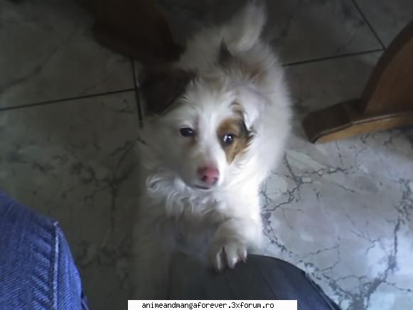animalele voastre catel cheama boni(sau bonita)