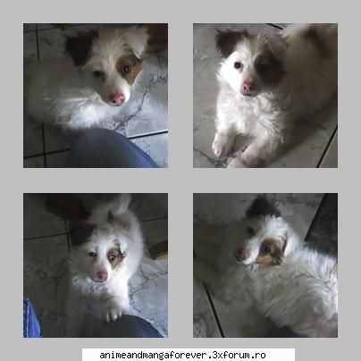 animalele voastre colaj pojele catelul meu
