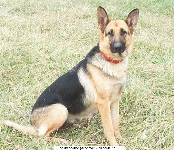 animalele voastre aici poza cainele meu german sheperd, nume linda ..::♡Admina♡::..