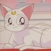 pisicile luna, artemis diana ..::♡Admina♡::..