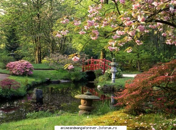 japonia superba gradina