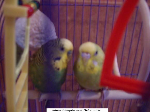 am 2 perusi animalele voastre